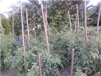 1fc7a852-Fotografija0201 (2).jpg